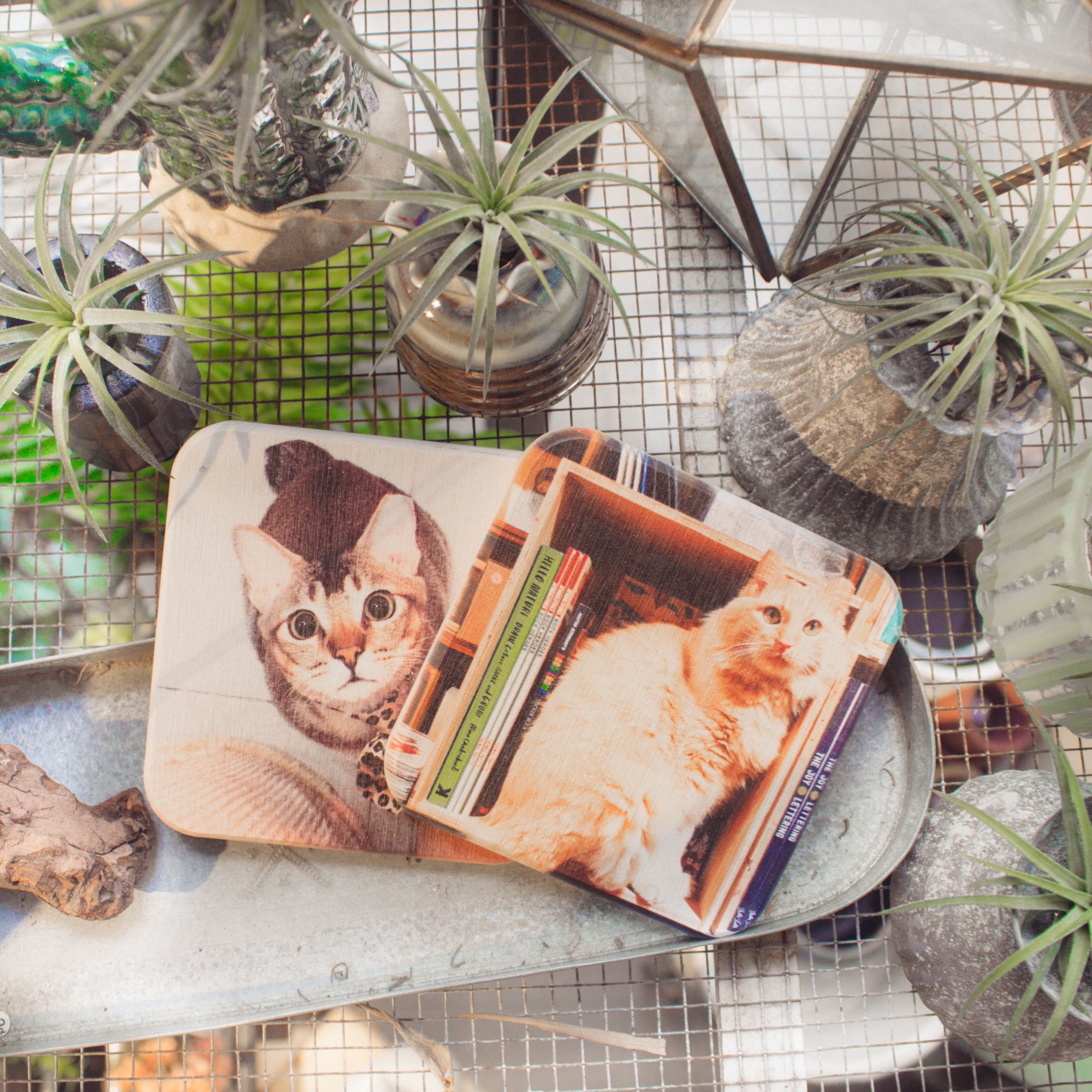 Cats of Cat Socrates Diatomite Coaster